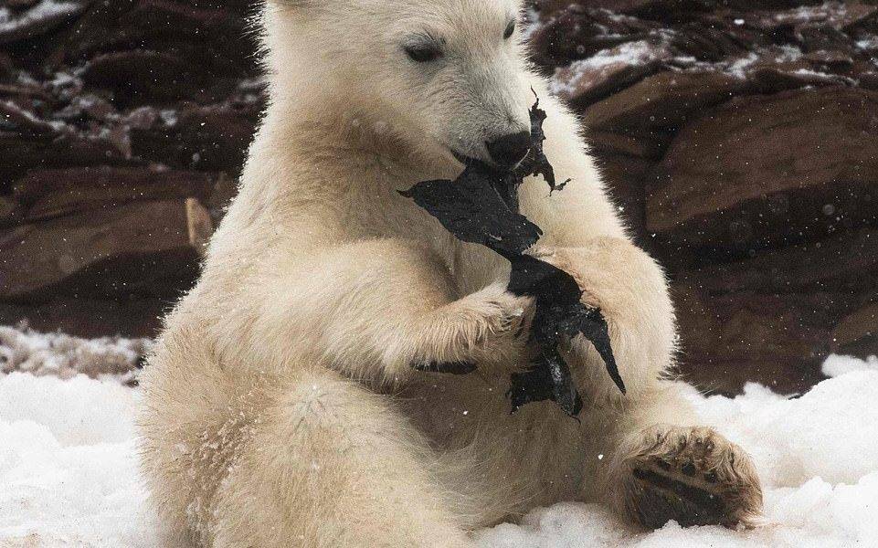  【心酸】拍到年幼北極熊食膠袋 瑞典探險家：隨地拋垃圾時請三思