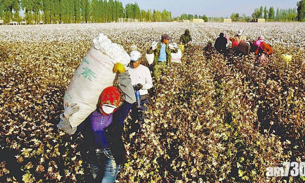  美國將宣布禁入口新疆棉花等產品 指涉強迫勞工生產