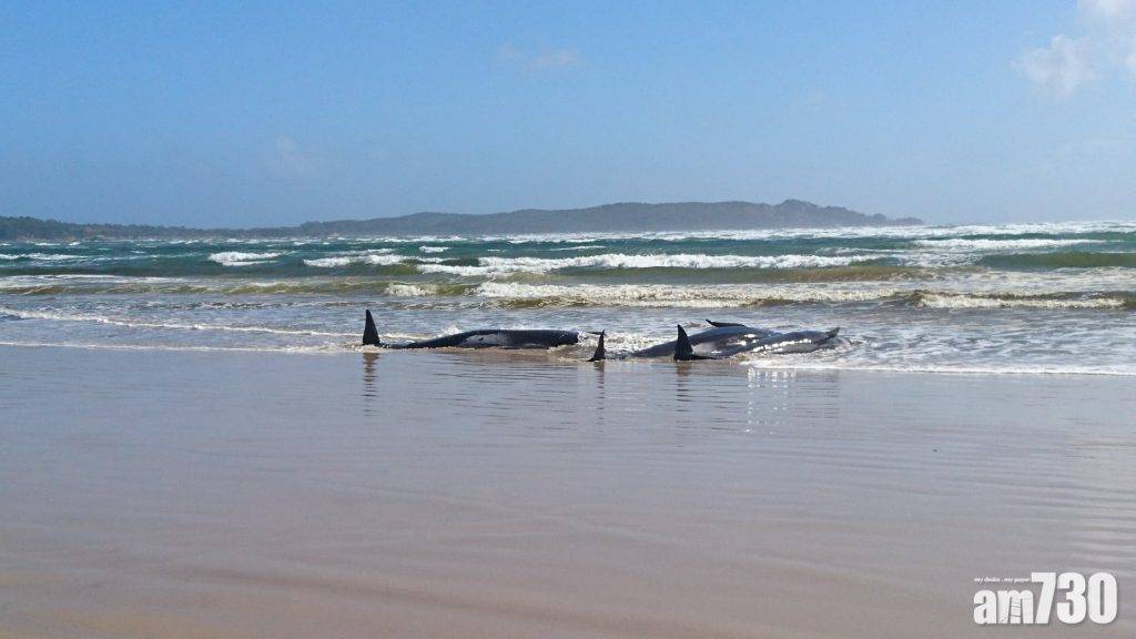  【待救】70多條鯨魚在塔斯曼尼亞擱淺 恐救援不樂觀