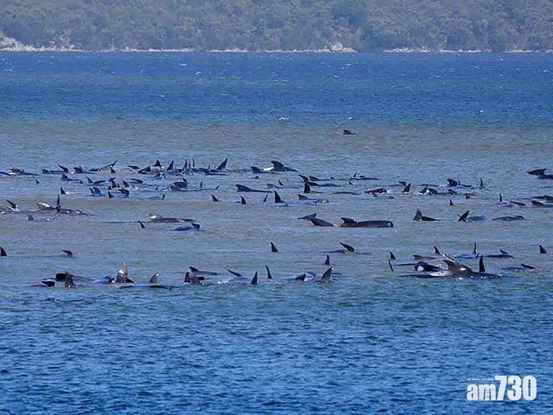  塔斯曼尼亞約270條鯨魚擱淺　當中90條死亡