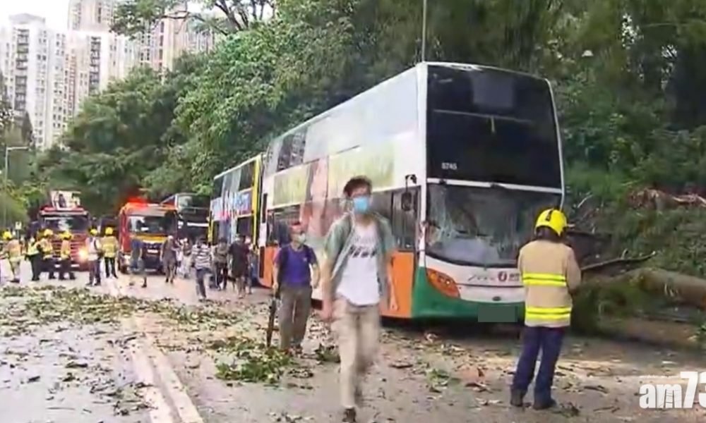 薄扶林道大樹倒塌擊中3車2人傷