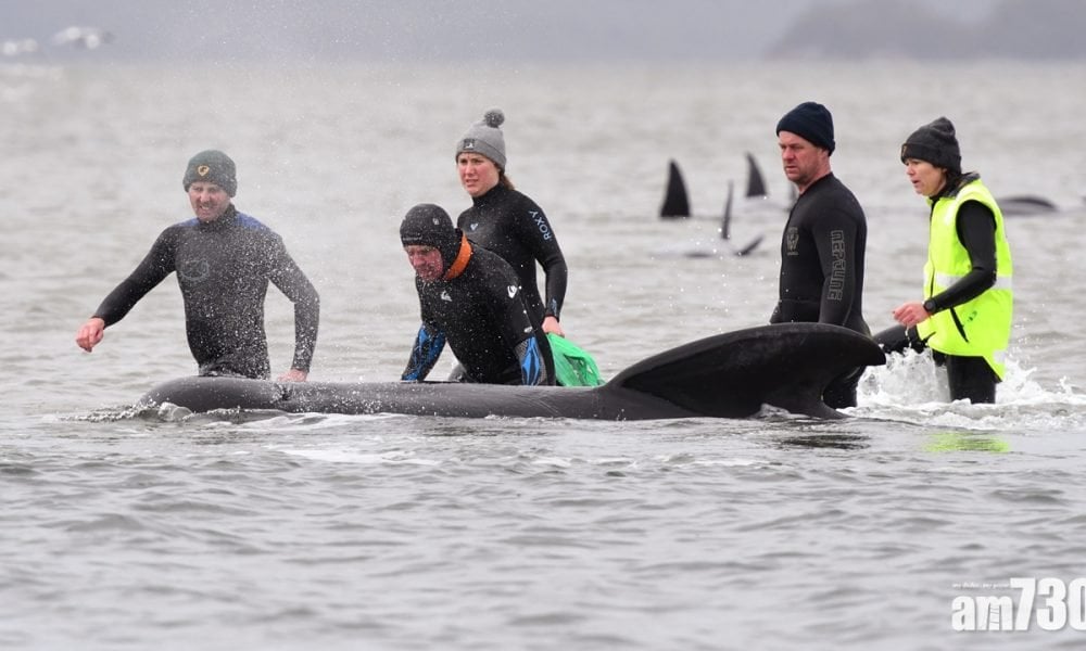 【澳洲歷來最多】470條鯨魚擱淺　逾350條死亡