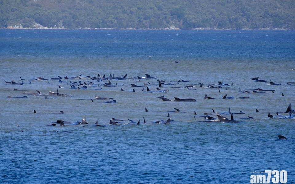 【待救】70多條鯨魚在塔斯曼尼亞擱淺 恐救援不樂觀