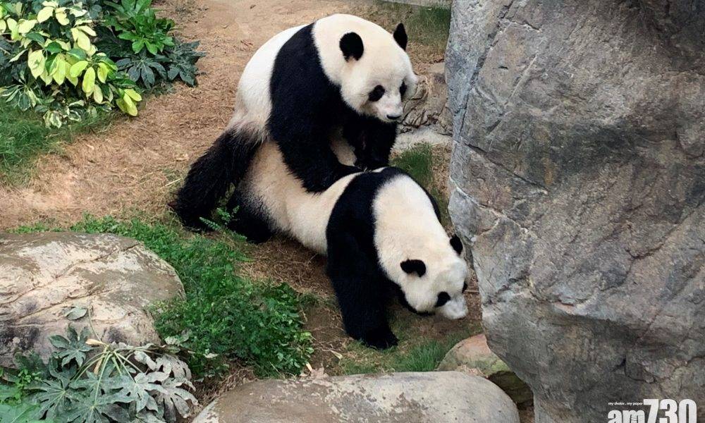  海洋公園稱大熊貓盈盈今年未有懷孕