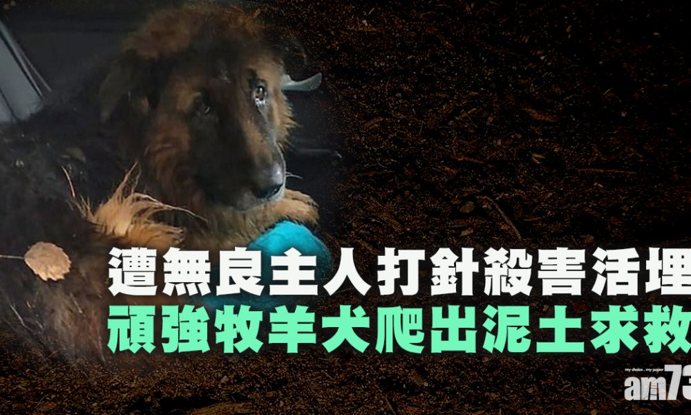 遭無良主人打針殺害活埋  頑強牧羊犬爬出泥土求救