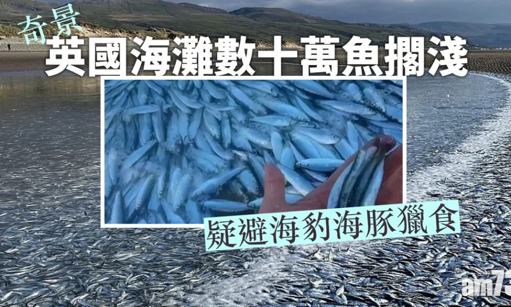 【奇景】英國海灘數十萬魚擱淺  疑避海豹海豚獵食