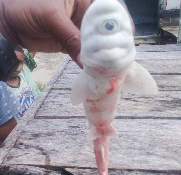  【基因突變】印尼漁民剖肚驚見「獨眼白鯊」 網民：好似怪獸公司「大眼仔」