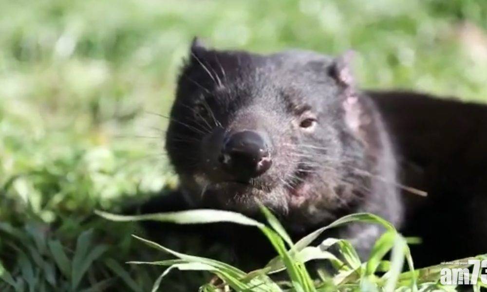  【生態保育】塔斯曼尼亞袋獾首度回歸澳洲大陸 保育組織：歷史性一步