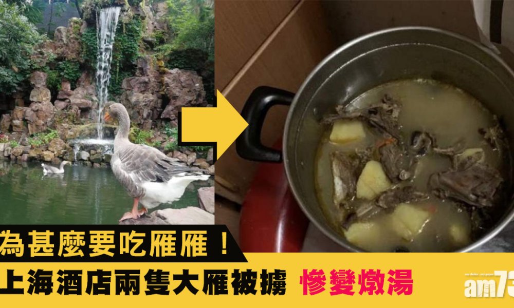 上海酒店兩隻大雁被擄 慘變一煲燉湯