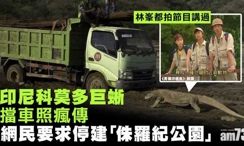 【保育】印尼科莫多巨蜥擋車照瘋傳 網民要求停建「侏羅紀公園」