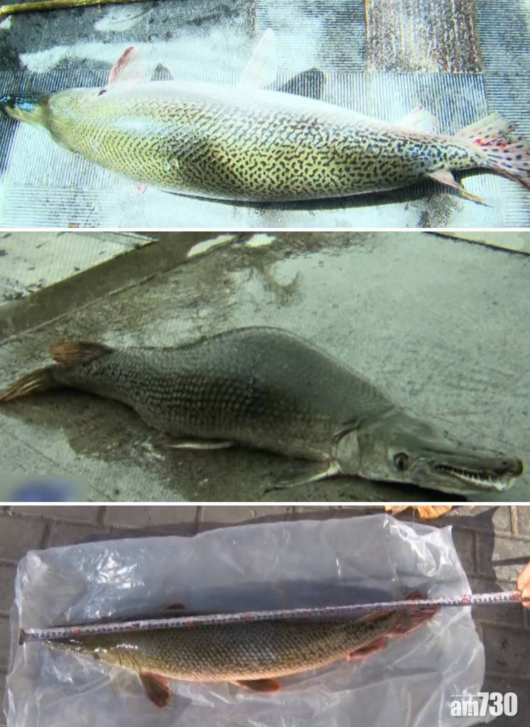  番禺公園頻現死魚 疑有「水怪」出沒 網民：好嚇人啊