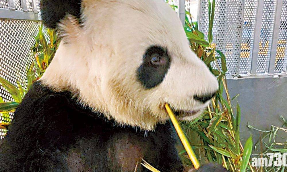 疫情影響新鮮竹供應 旅加大熊貓搭專機返抵家鄉