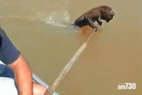  【好人好事】猴子游水過河體力不繼  好心漁夫用划槳撐住送上樹 (有片)