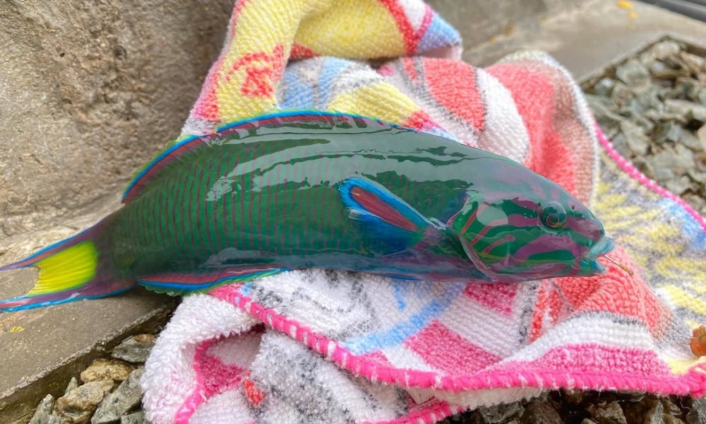  ［網上熱話］釣到龍船魚 釣友放生獲網民激讚