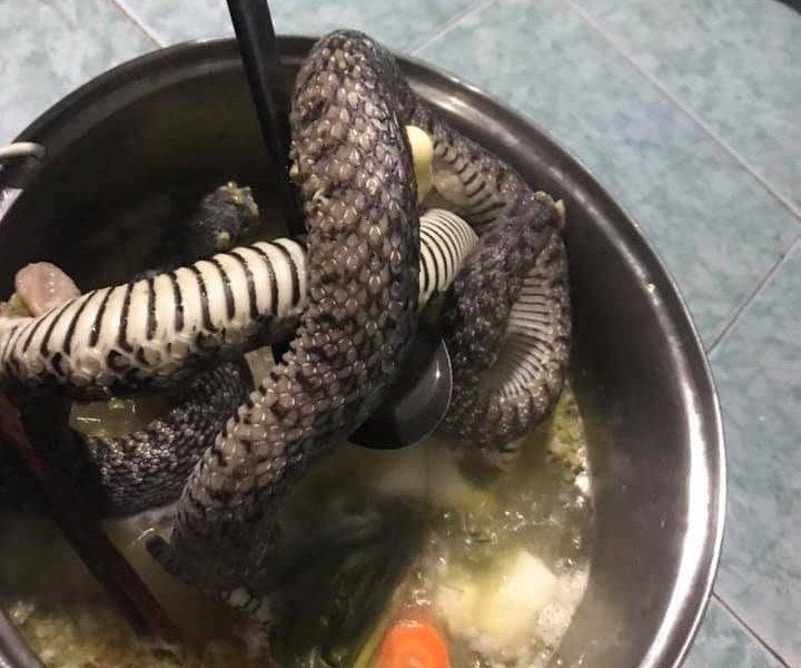 大蛇闖宿舍 肚餓窮學生竟連皮帶骨煲「蛇湯」