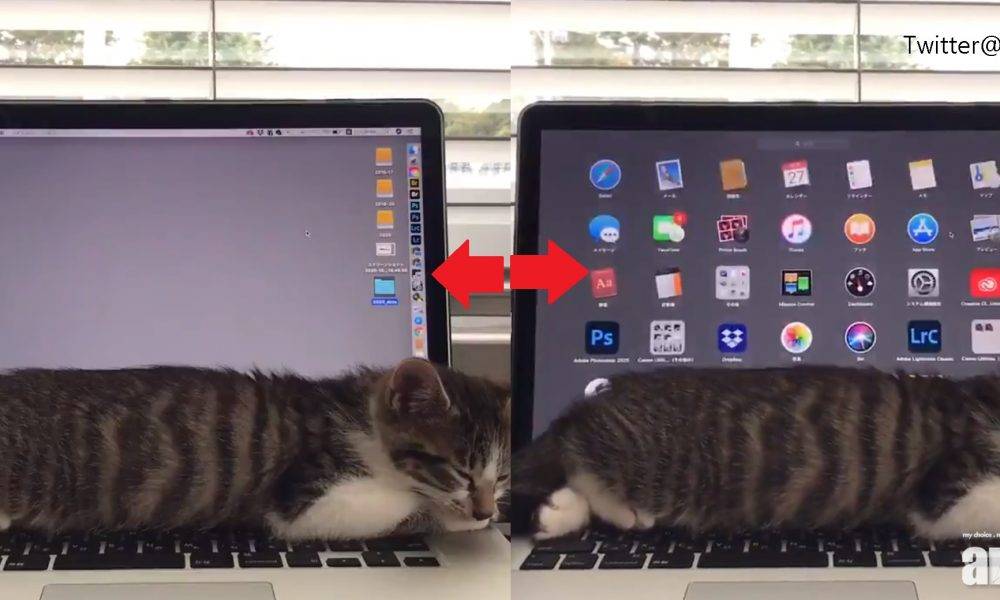 【網上熱話】桌面「呼吸式」切換 貓貓瞓鍵盤作怪