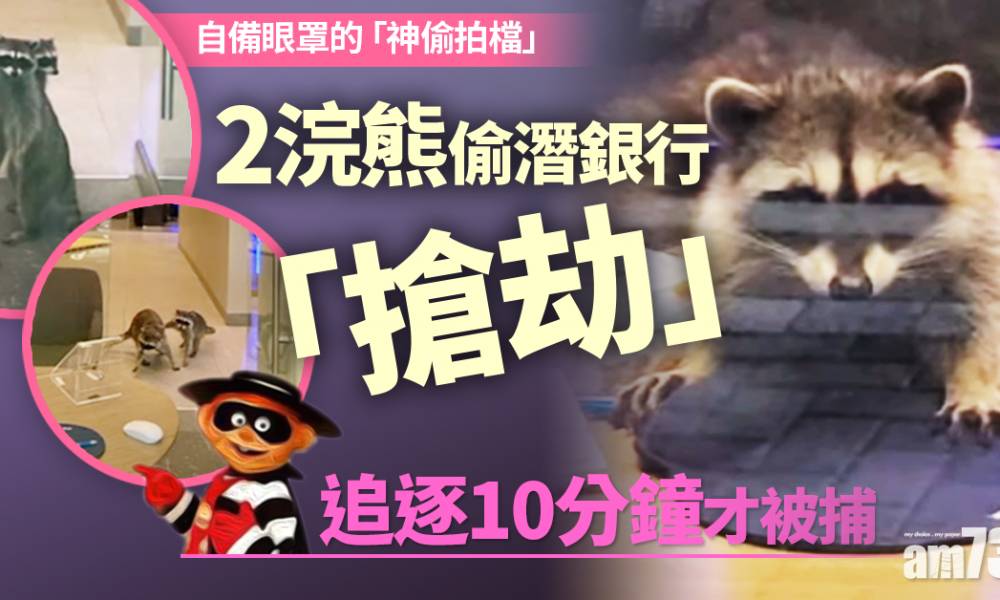  【神偷拍檔】2浣熊偷潛銀行「搶劫」 追逐10分鐘才被捕