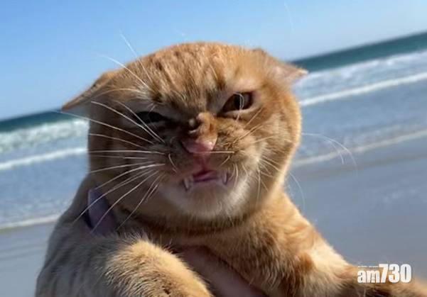  【喵星人】貓咪到達海邊秒變臭臉 竟是因為討厭……
