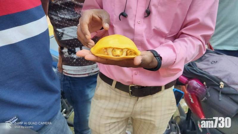  【基因突變】印度現罕見黃色鱉　網民：像融化了的芝士