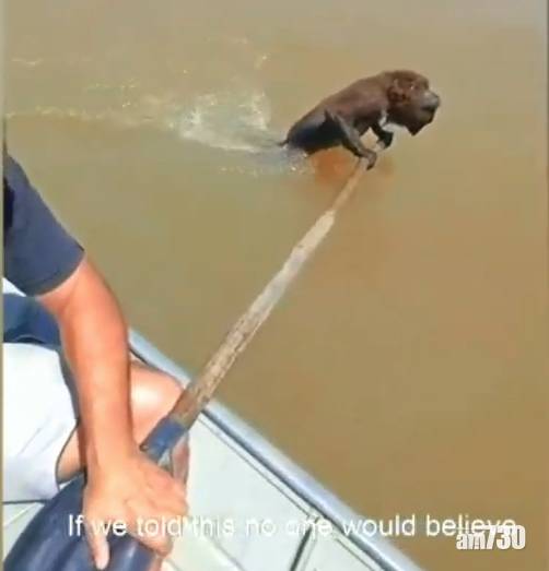  【好人好事】猴子游水過河體力不繼  好心漁夫用划槳撐住送上樹 (有片)