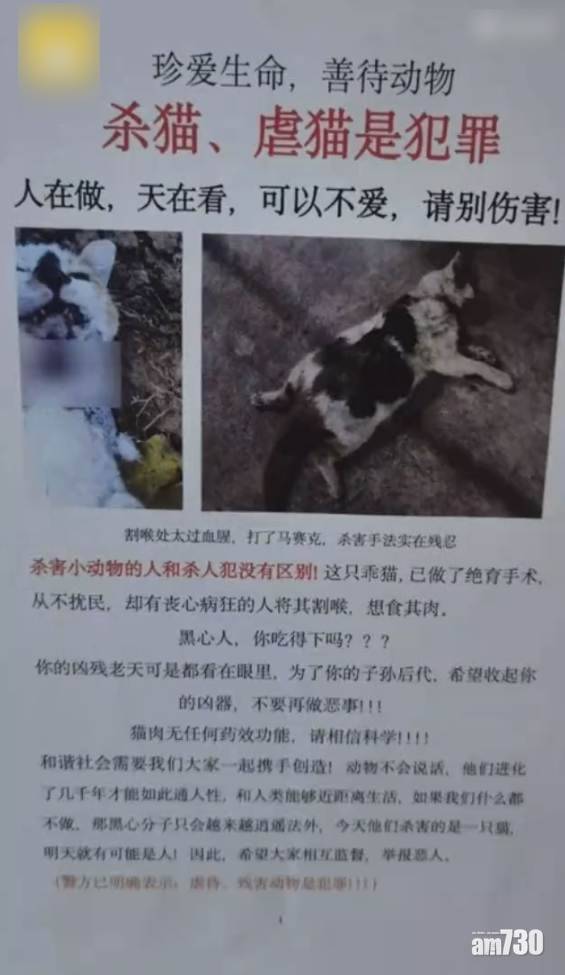  【浪浪命運？】南京多隻流浪貓被殺 警：無違法