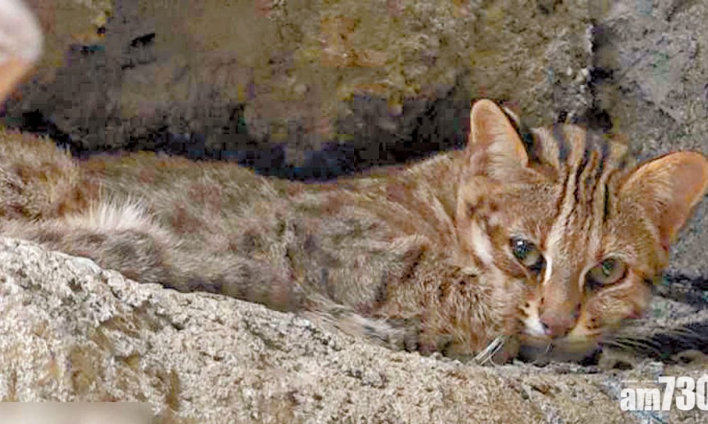  3個月內再有動物逃走 台北動物園石虎挖洞失蹤