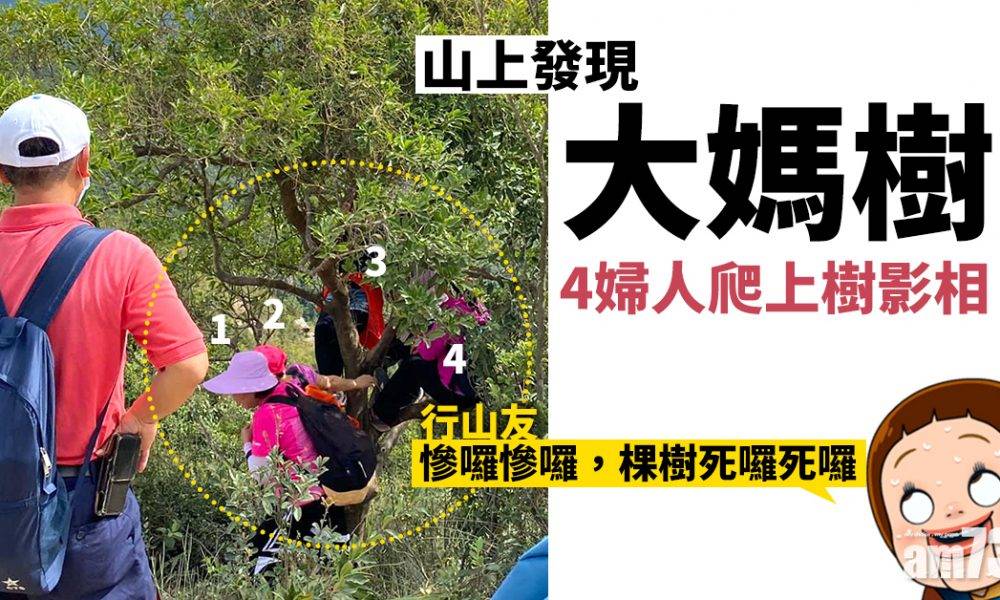  【網上熱話】4婦人爬上樹影相　網民大嘆做樹好慘