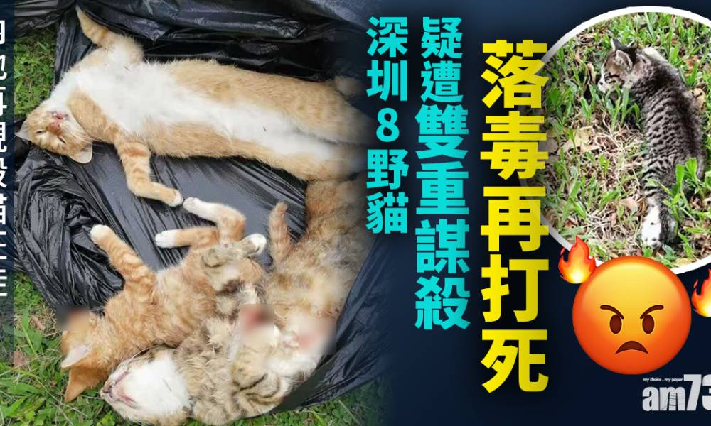 深圳8野貓疑遭雙重謀殺 落毒再打死