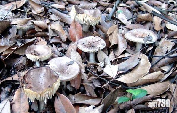 【嘢不能亂食】內地今年近8000人食野菇中毒 74人死亡