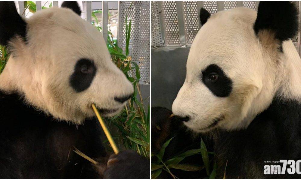 加拿大兩隻大熊貓提早送回中國