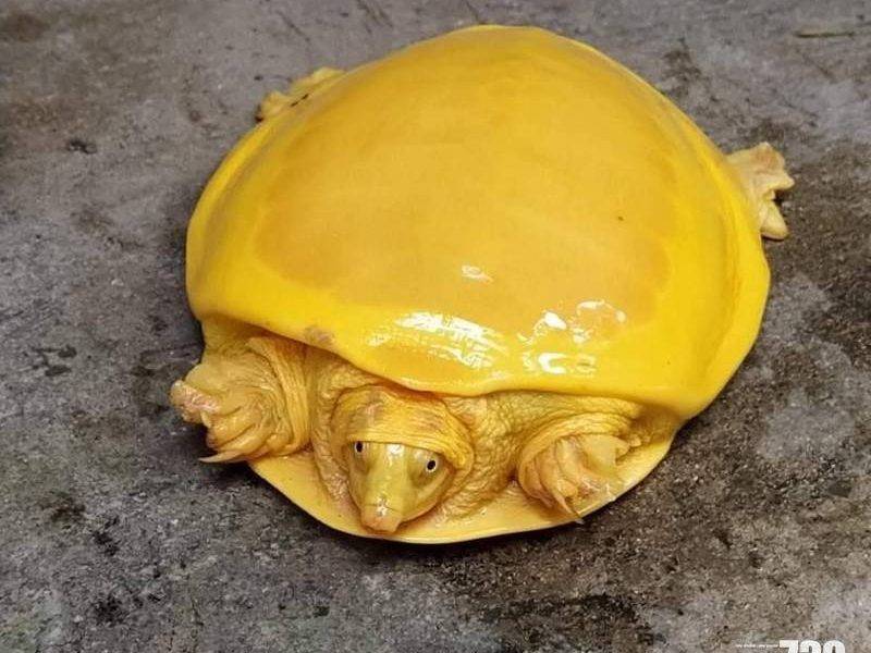 【基因突變】印度現罕見黃色鱉　網民：像融化了的芝士