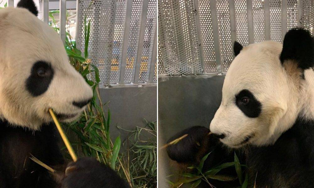  【唔夠竹食】兩隻旅加大熊貓搭專機返抵中國
