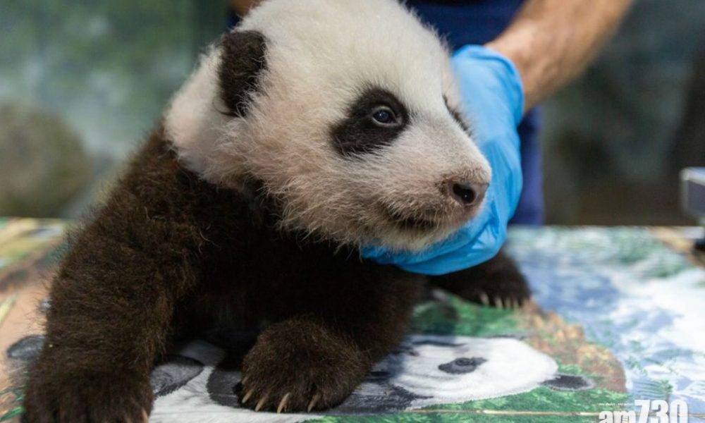 旅美大熊貓美香BB網上投票取名為「小奇跡」