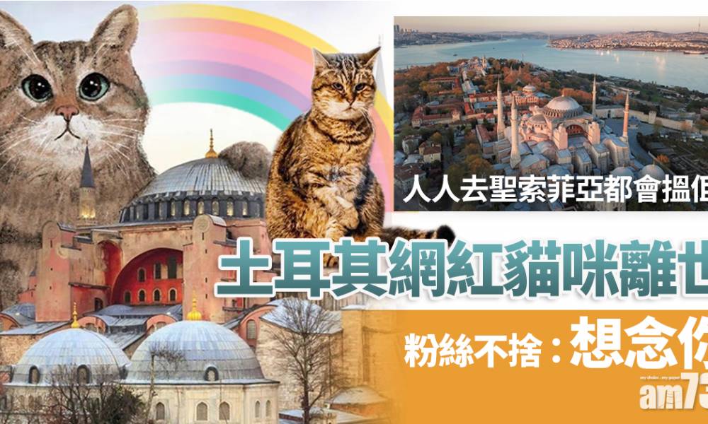 【貓星人走了】土耳其聖索菲亞icon貓咪離世 粉絲不捨：想念你