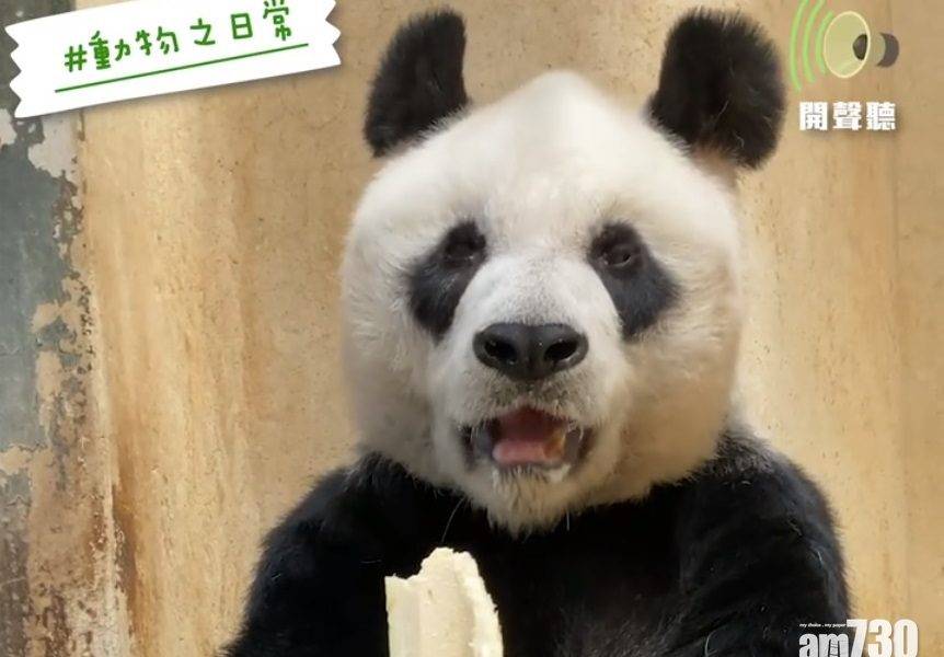  【JAP JAP聲】大熊貓安安做「吃播主」 邊咬竹荀邊耳仔郁郁
