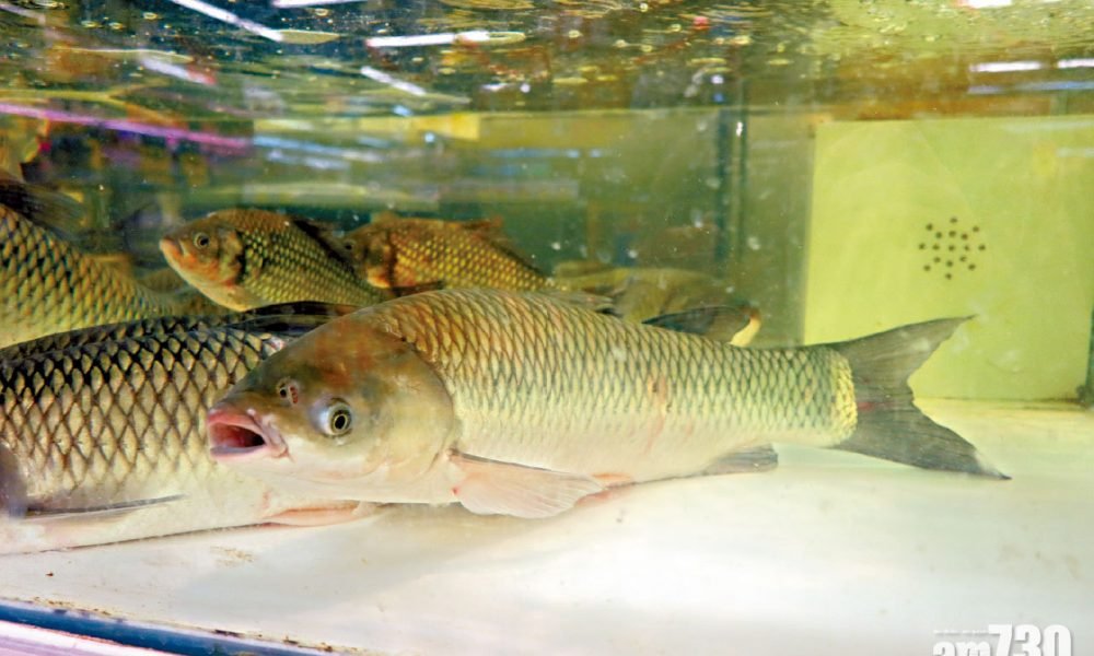 突破研究 發現鯇魚新致敏原 中大料助準確診斷