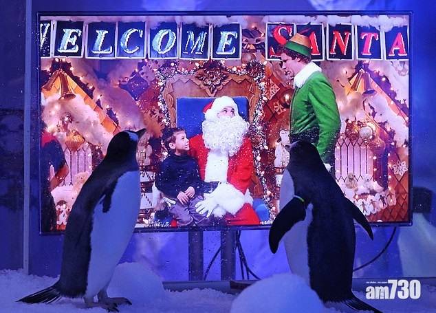  【新冠肺炎】倫敦水族館重開 企鵝睇聖誕片熱身迎客