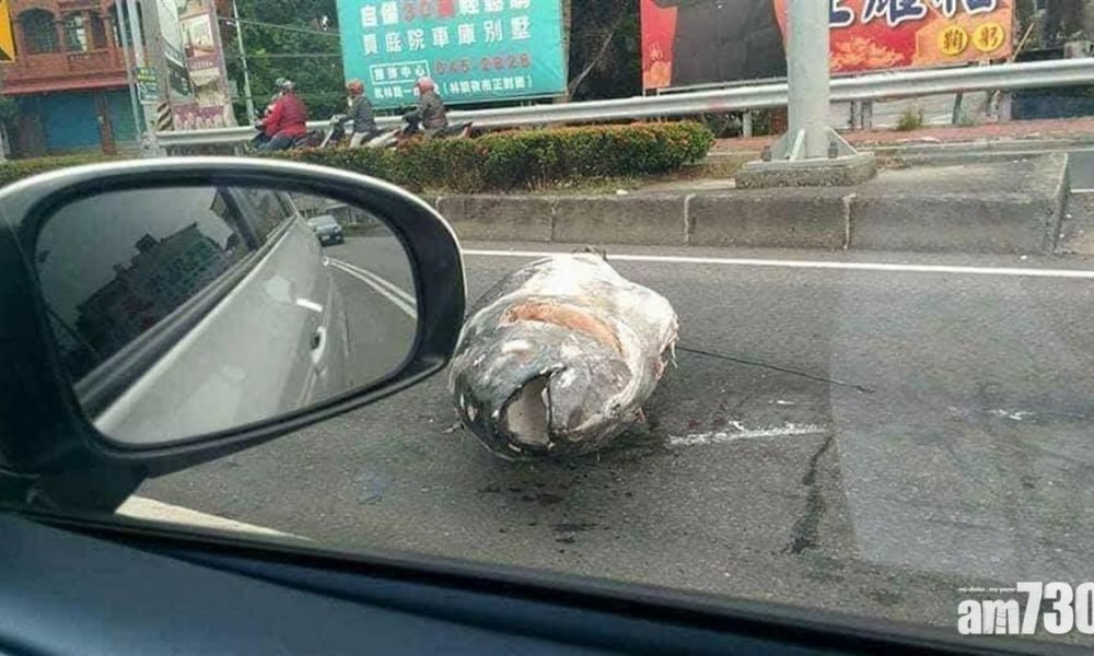 【無奇不有】馬路驚現巨型魚屍 網民：半架車咁大