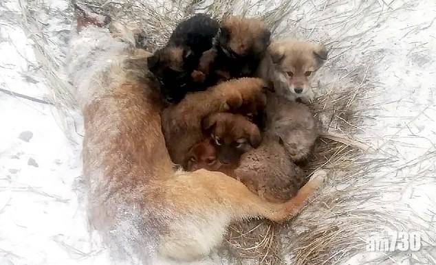  【心酸】西伯利亞零下20度 狗媽媽凍死被冰封7隻狗BB偎懷裡3天