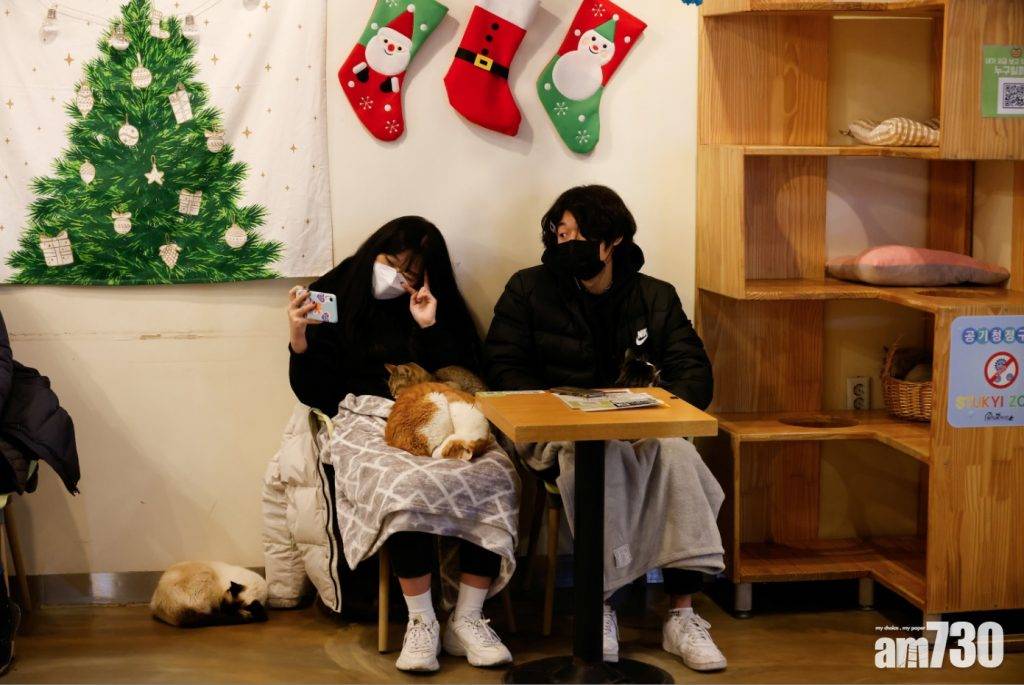  【毛孩天地】首爾Cafe聖誕貓咪團團轉 解客人「疫情抑鬱」
