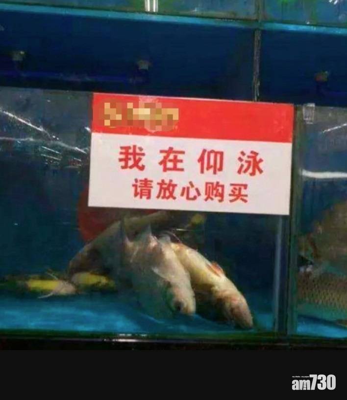  【網上熱話】市場賣反肚魚叫「仰泳」魚    網民︰感覺智商受到侮辱