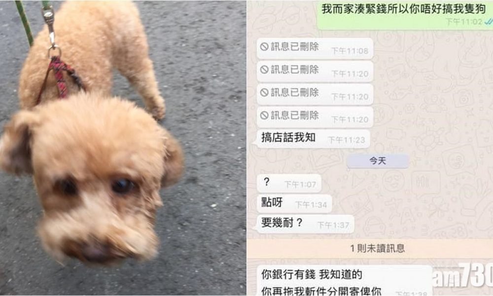 【標狗參案】24歲男子判囚16個月　官斥利用狗主關心獲利可恥