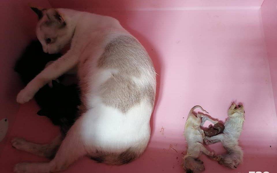 【毛孩天地】母貓產下6死胎　主人窩心舉動獲激讚
