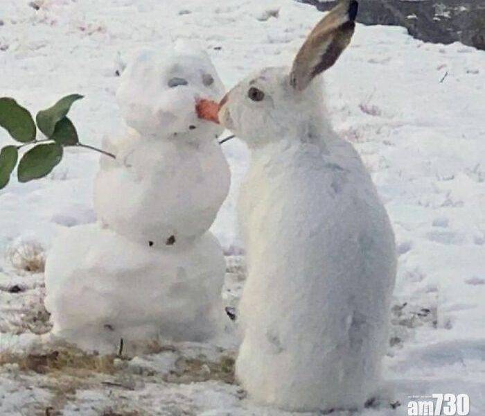 【有片】【為食兔兔】可愛野兔親吻雪人？下秒令人大跌眼鏡