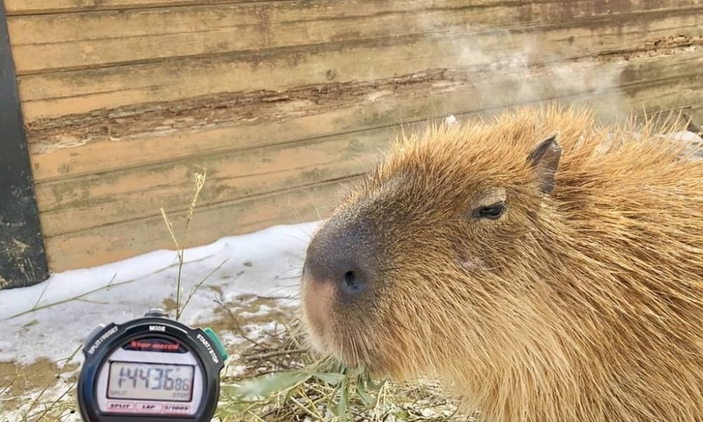 【超治愈】日本動物園辦水豚浸溫泉大賽 冠軍浸了104分鐘「好舒服」