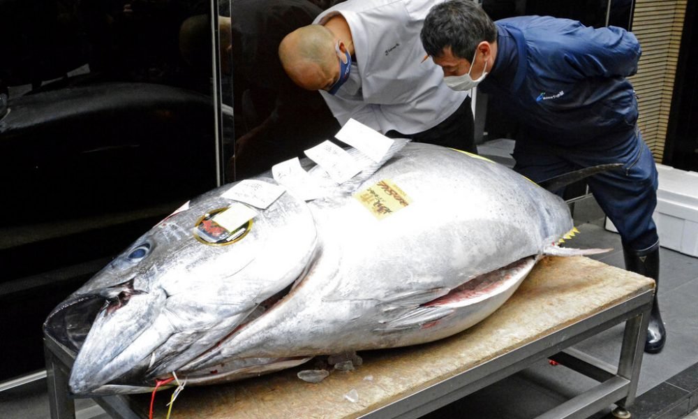 【市道低迷】東京豐洲市場吞拿魚新年第一拍 「日本一」156萬港元低價成交