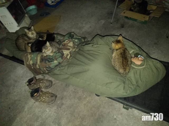  睡車庫被不明物體壓 睜眼後發現竟是6隻貓咪