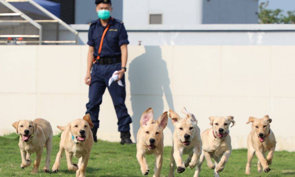 【專業範疇】海關領犬訓練課程獲資歷認可 為第四個通過評審課程