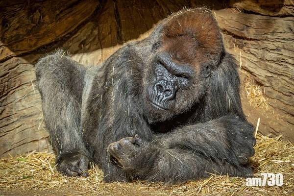  【新冠肺炎】美國動物園大猩猩確診 全球首宗靈長類動物染新冠病毒