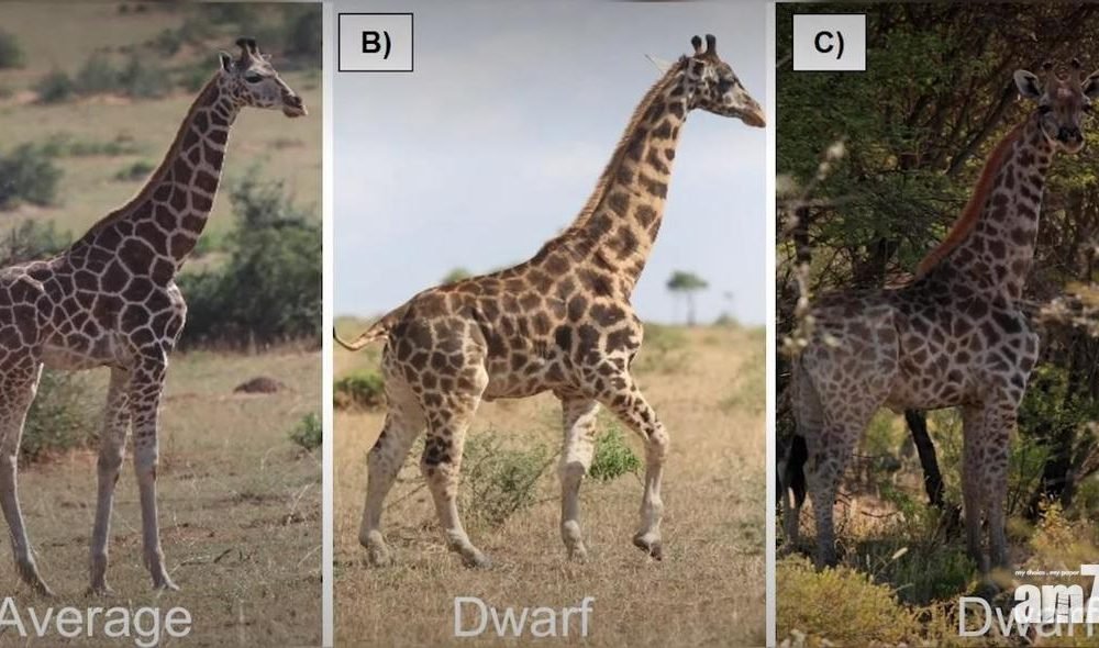 【有片】【全球2隻】科學家首發現侏儒長頸鹿 只有正常高度一半